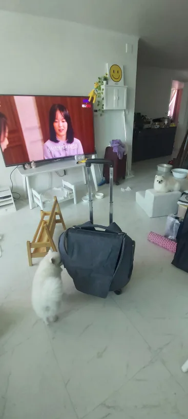엘르 펫 캐리어ㆍ소형견이동가방