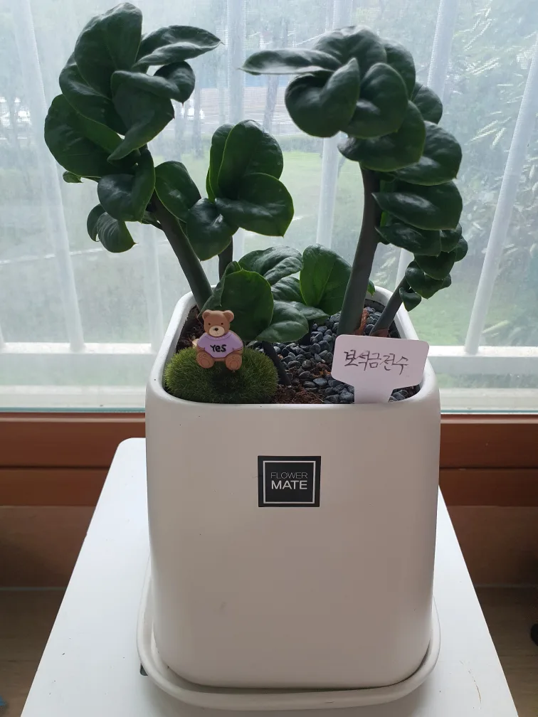 보석금전수 화분 (FLOWER MATE)