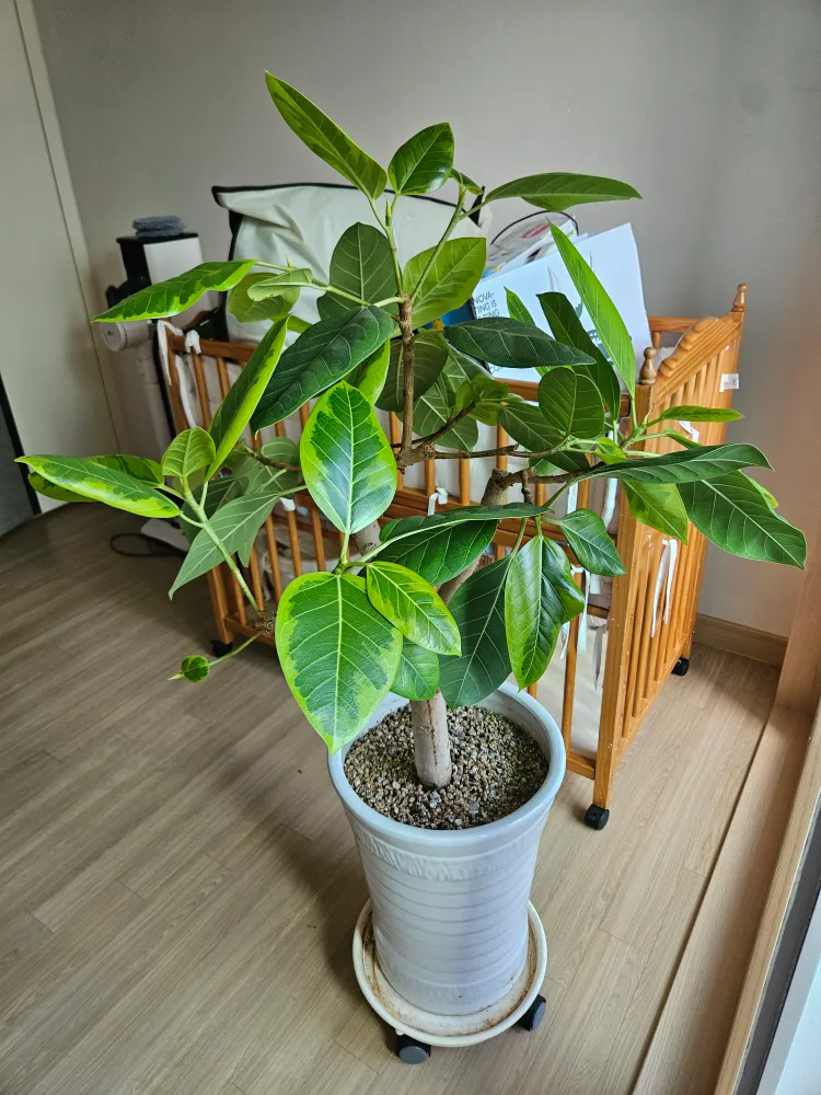 대형 '뱅갈 고무나무' (공기정화식물, 화분포함)