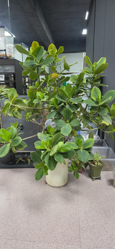 식물나눔합니다.(게시글 참고)