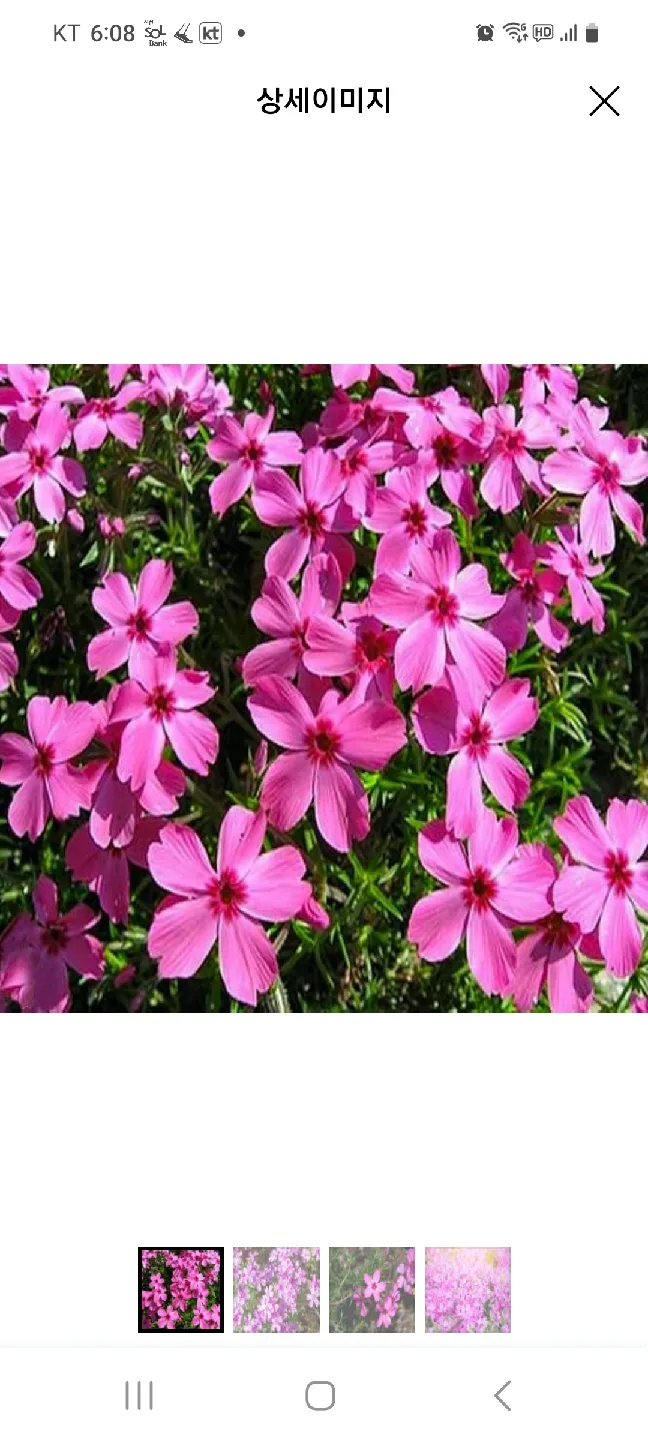 홍설 꽃잔디와 중고 야자매트/인조잔디 삽니다