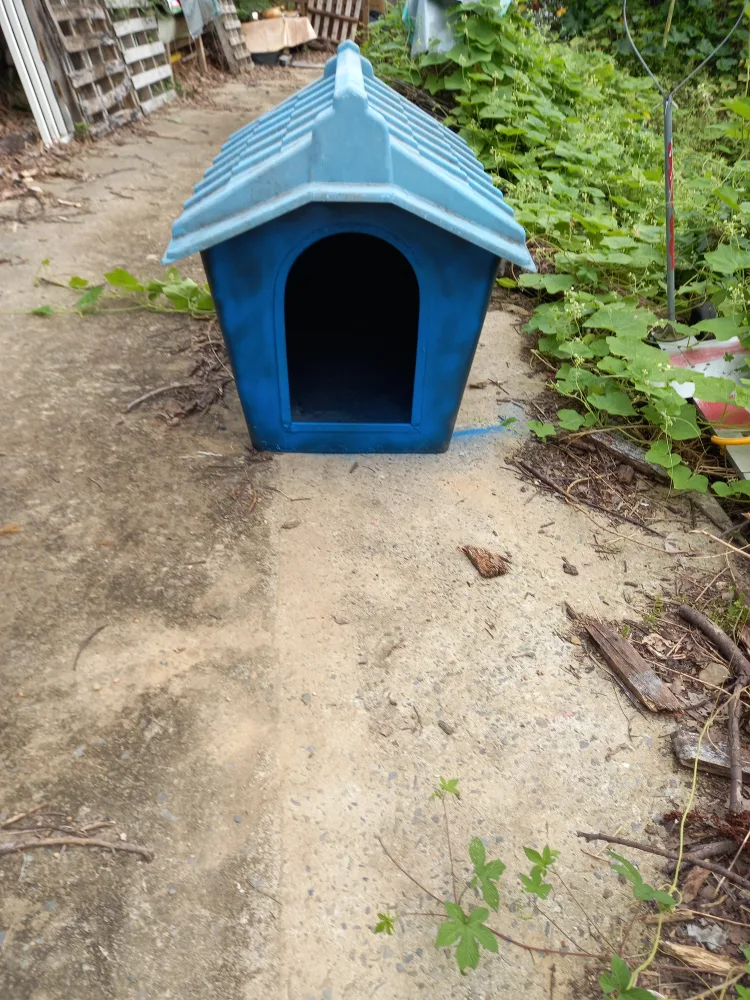 파란 지붕 큰개집