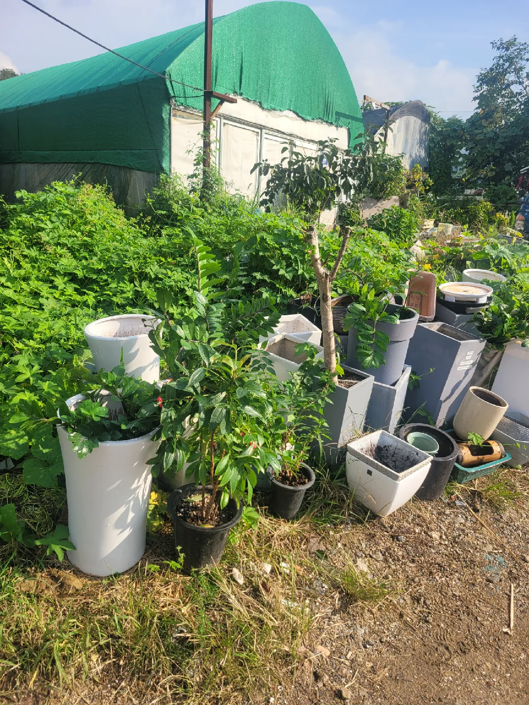 중고 화분 나눔