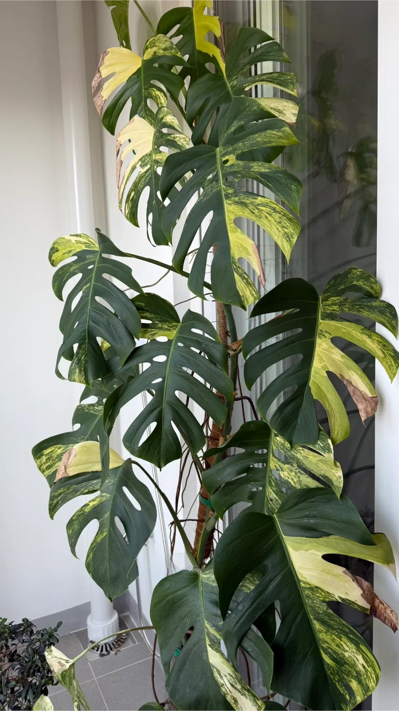 옐몬 | 옐로우몬스테라 대품 | 희귀식물