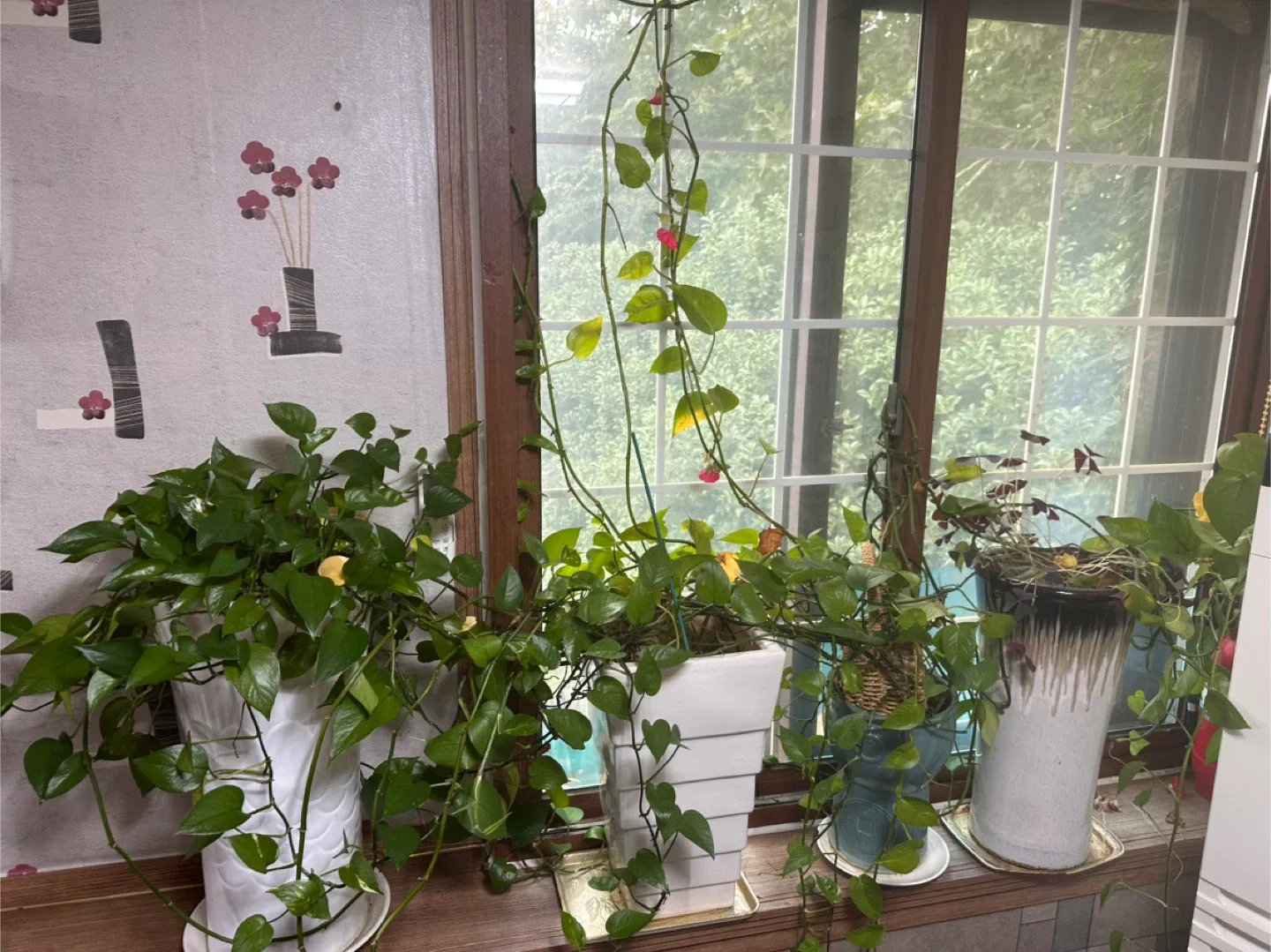 식물 나눔합니다