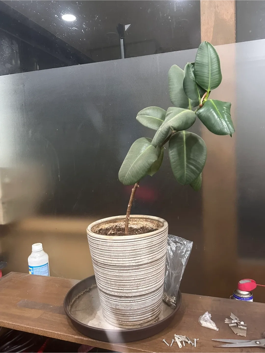 식물 3개 나눔합니다