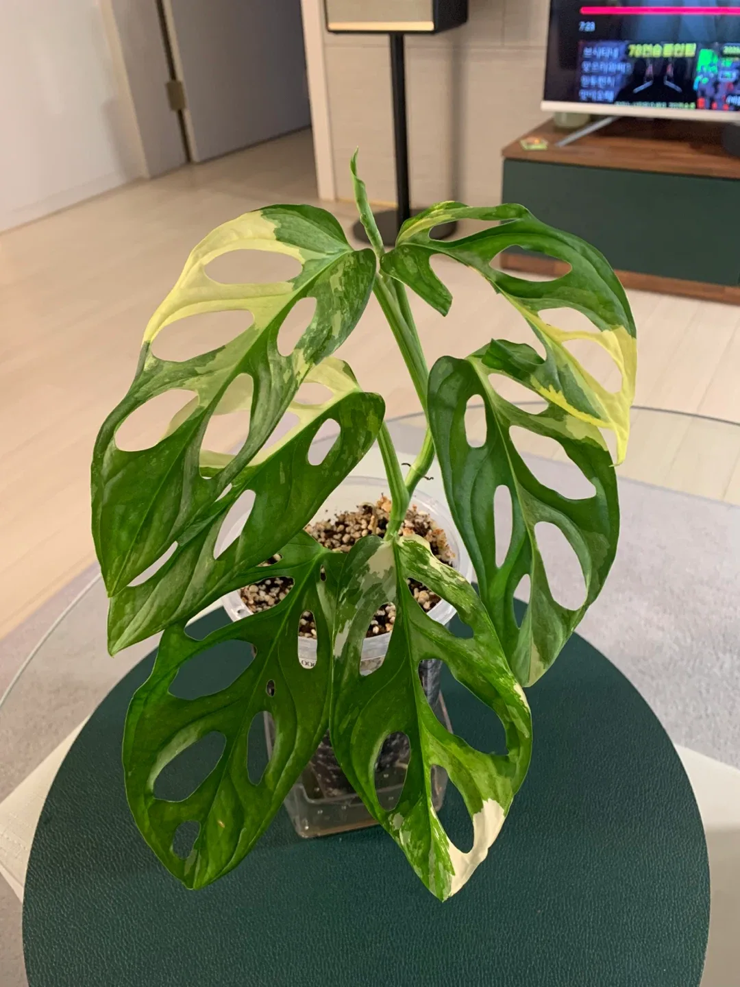 [몬스테라] 무늬 아단소니