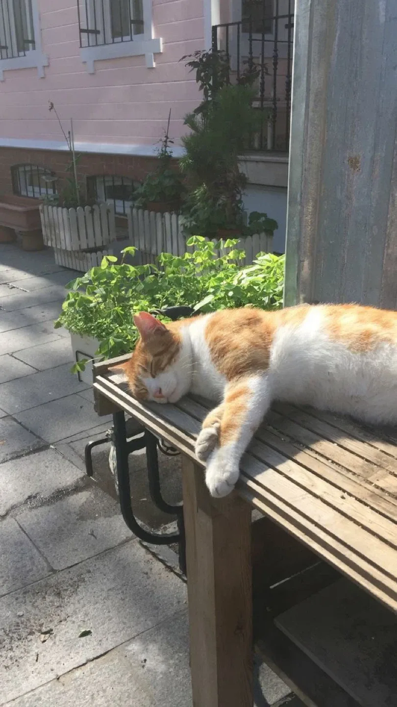 중고옷 5개 일괄 26000원