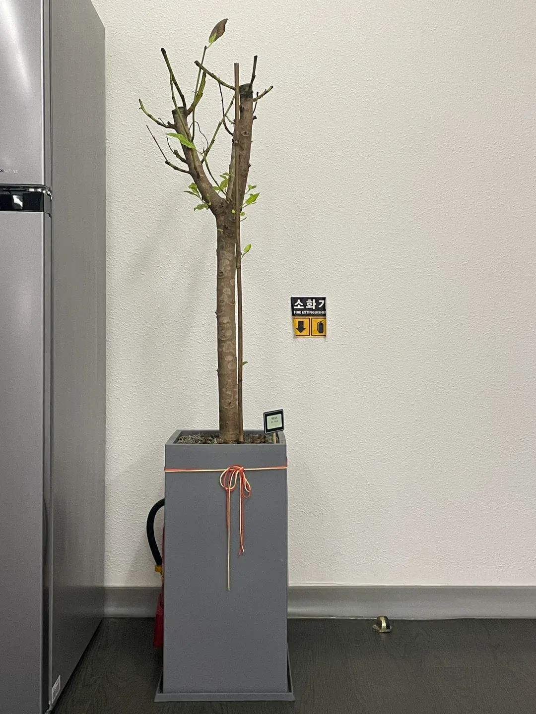 광화문 회사 / 중품 싹이 올라오는 고무나무 화분 판매합니다