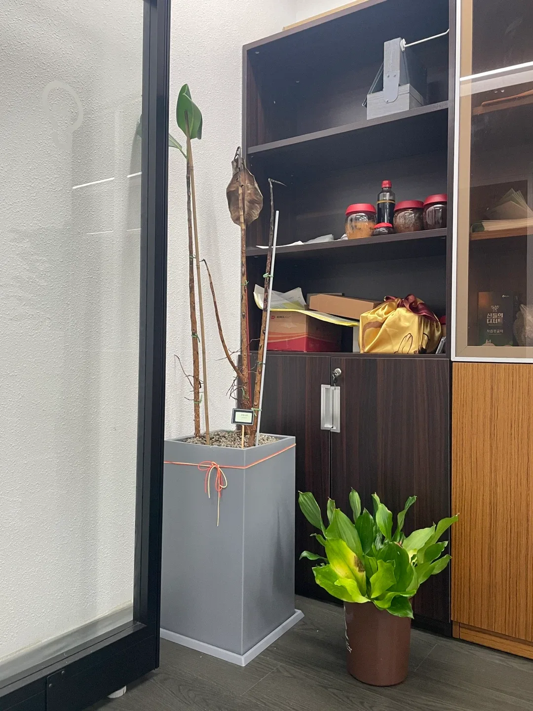 광화문 회사 / 대품 화분 관리가 필요흔 고무나무 화분 무료나눔 합니다