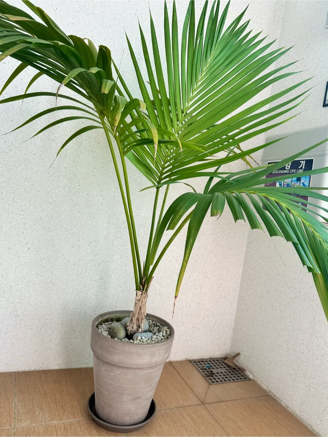 켄차야자 (토분포함)