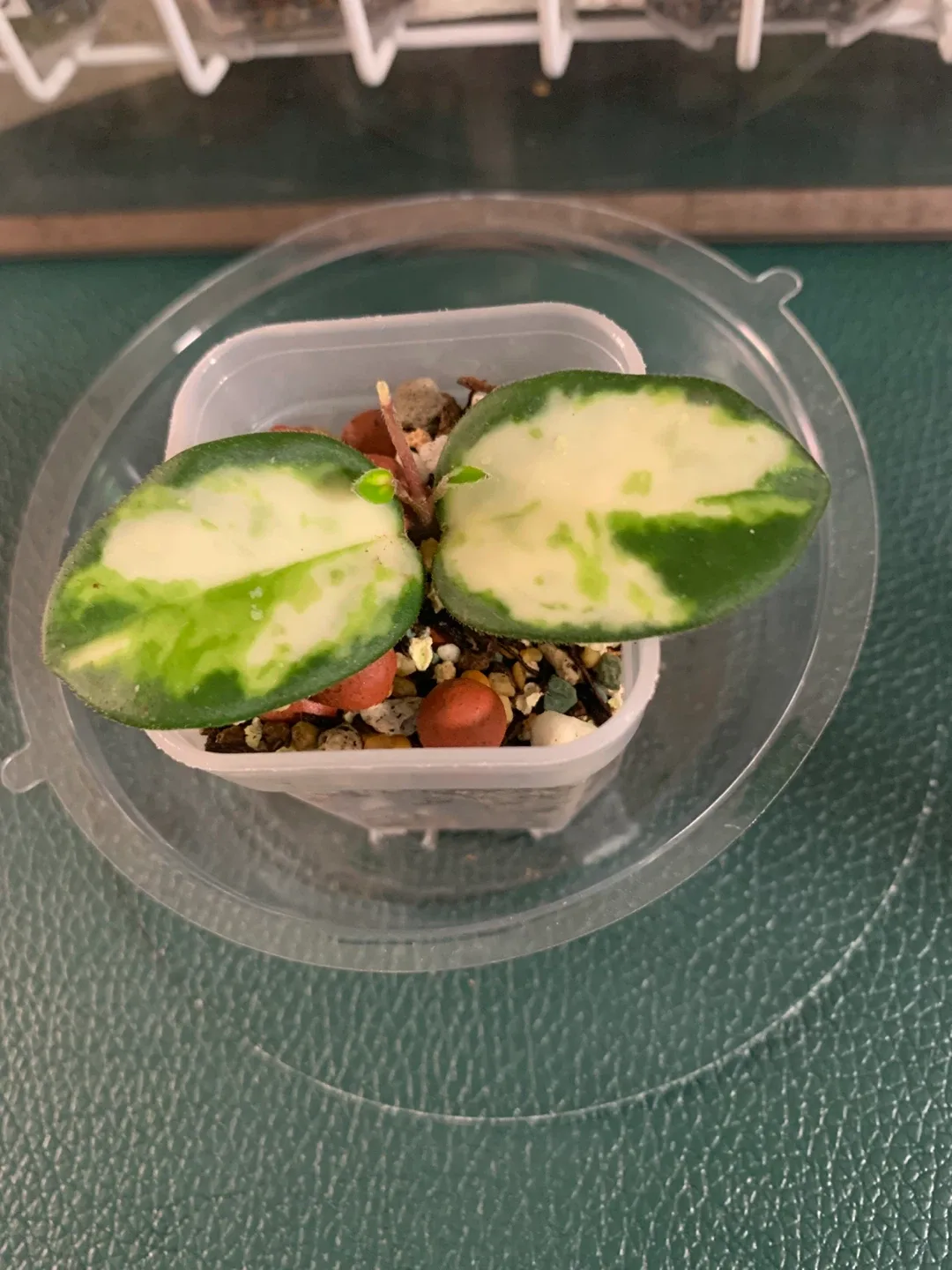 [호야] 마틸드 바리