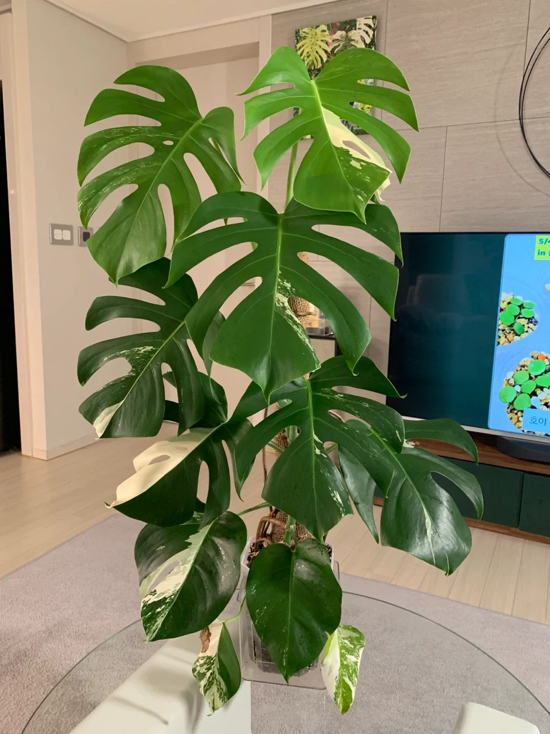 [몬스테라] 알보