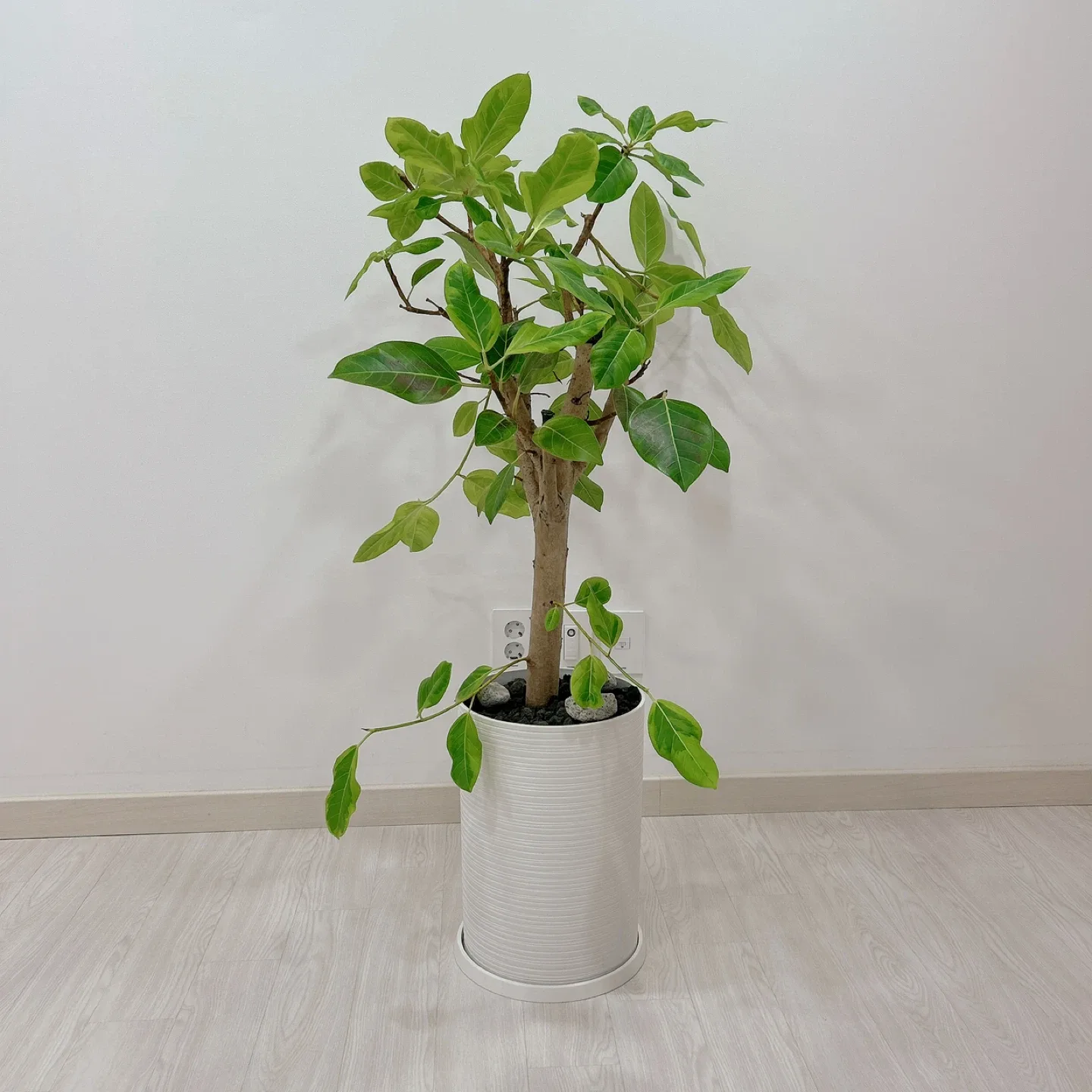 뱅갈고무나무  +  화이트화분 💚 대형식물화분