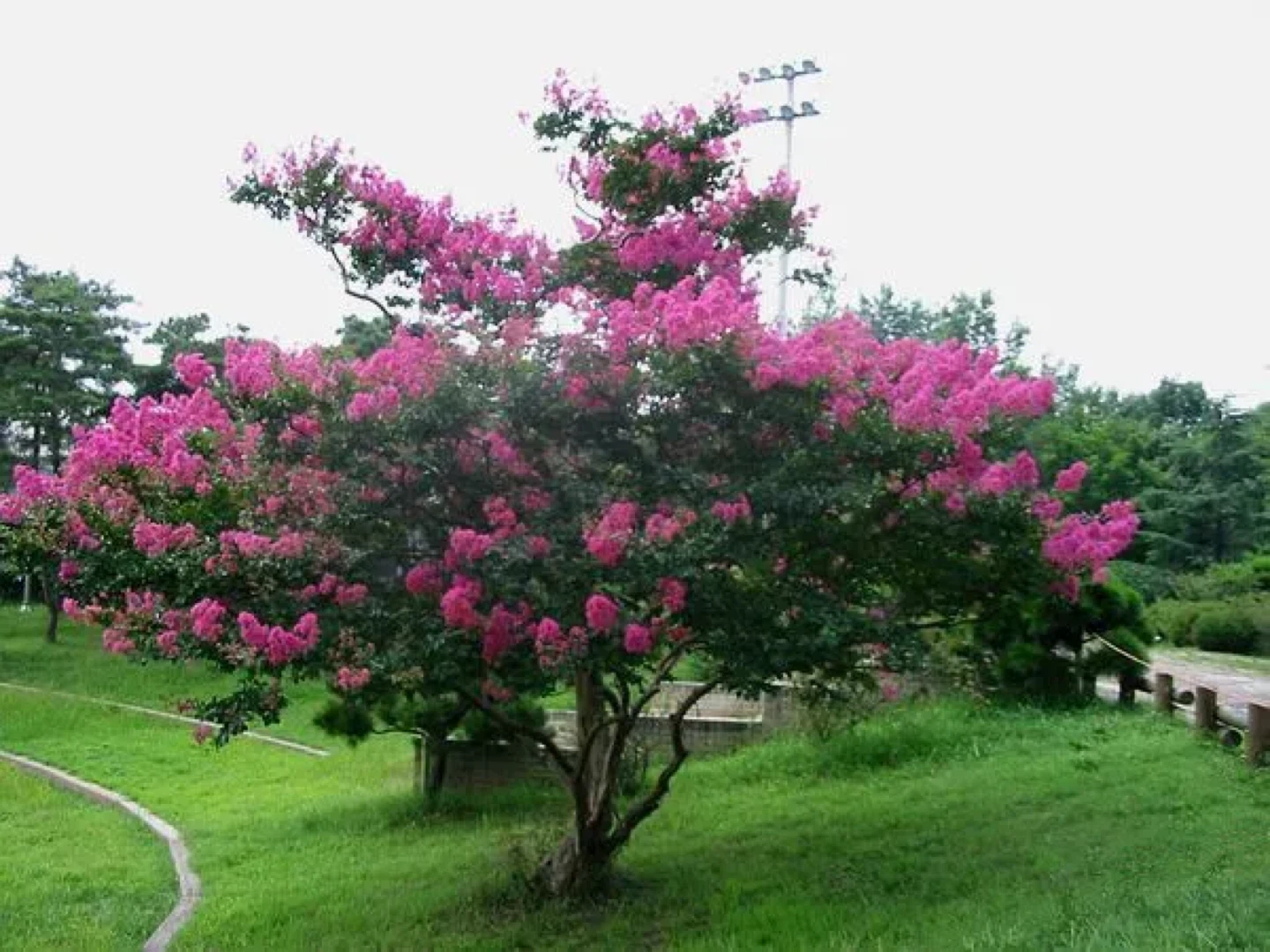 배롱나무 외목대 3m