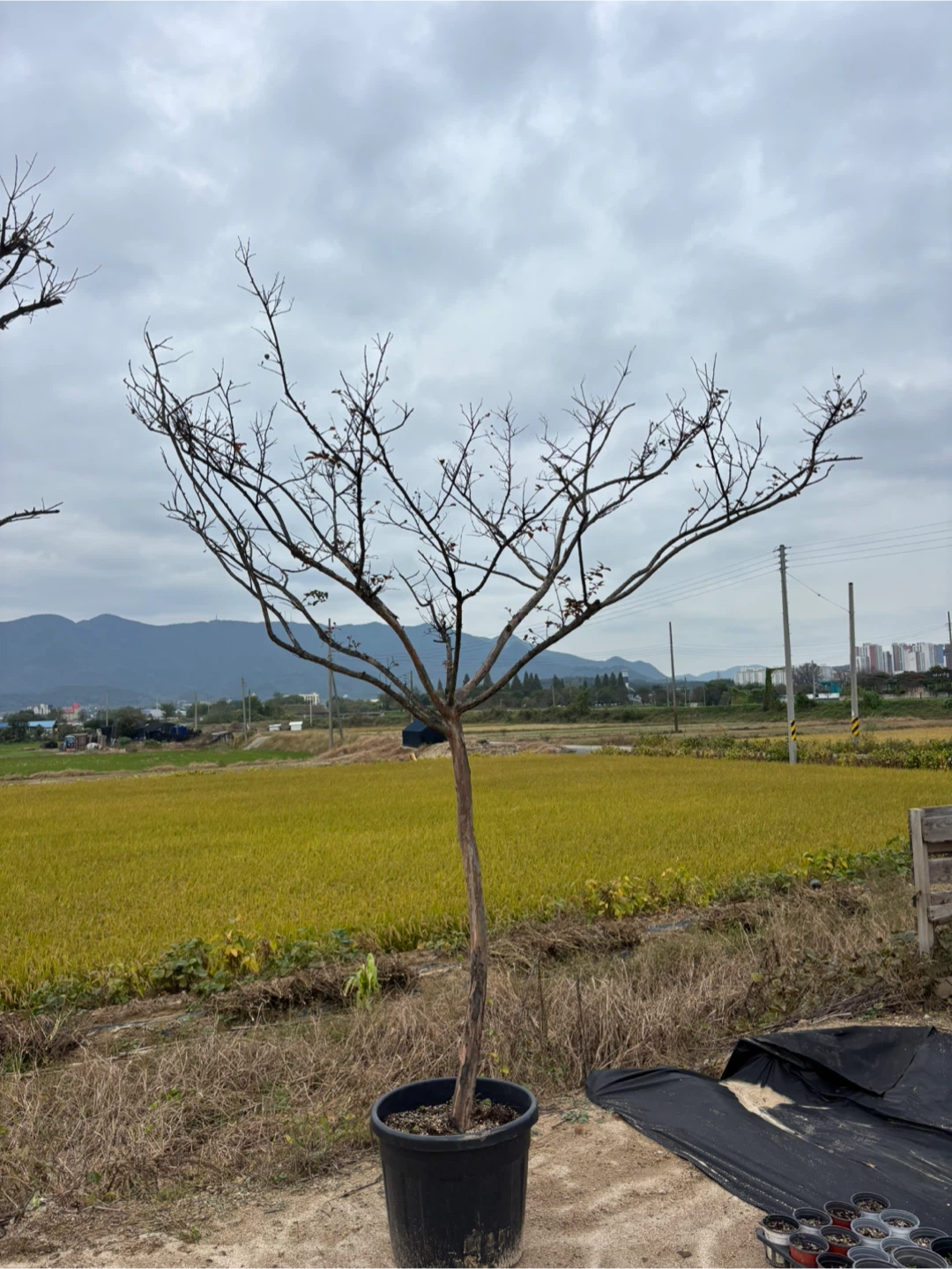 배롱나무 외목대 3m