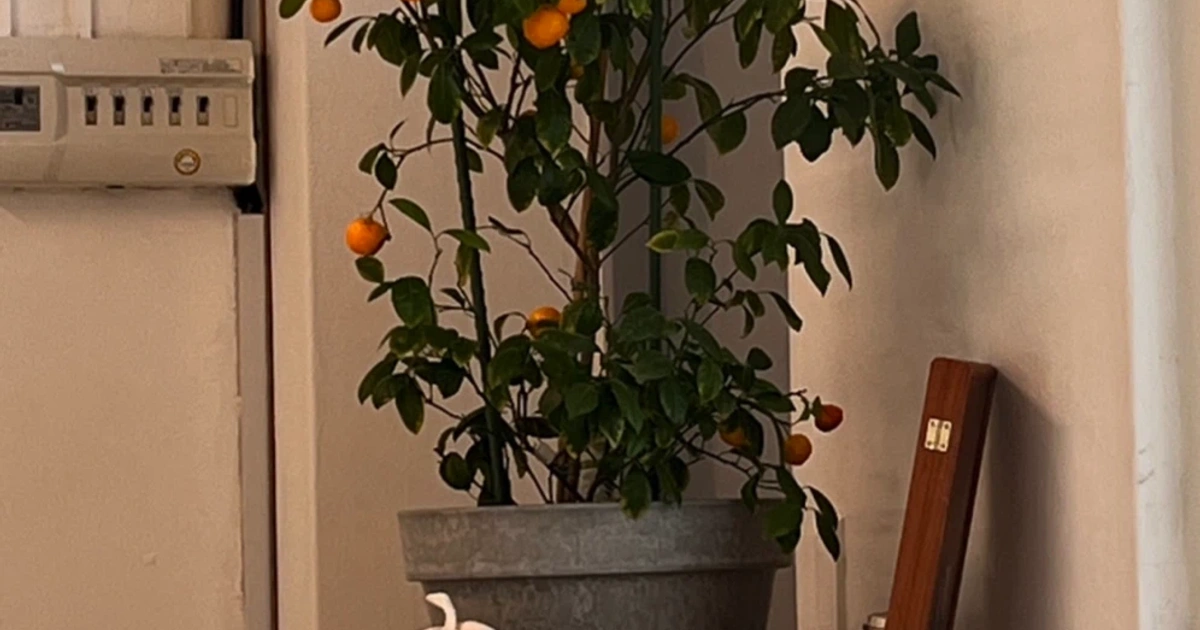 🍋 유주나무 대형화분 │ 공방·카페 인테리어 식물 | 식물 | 당근 중고거래