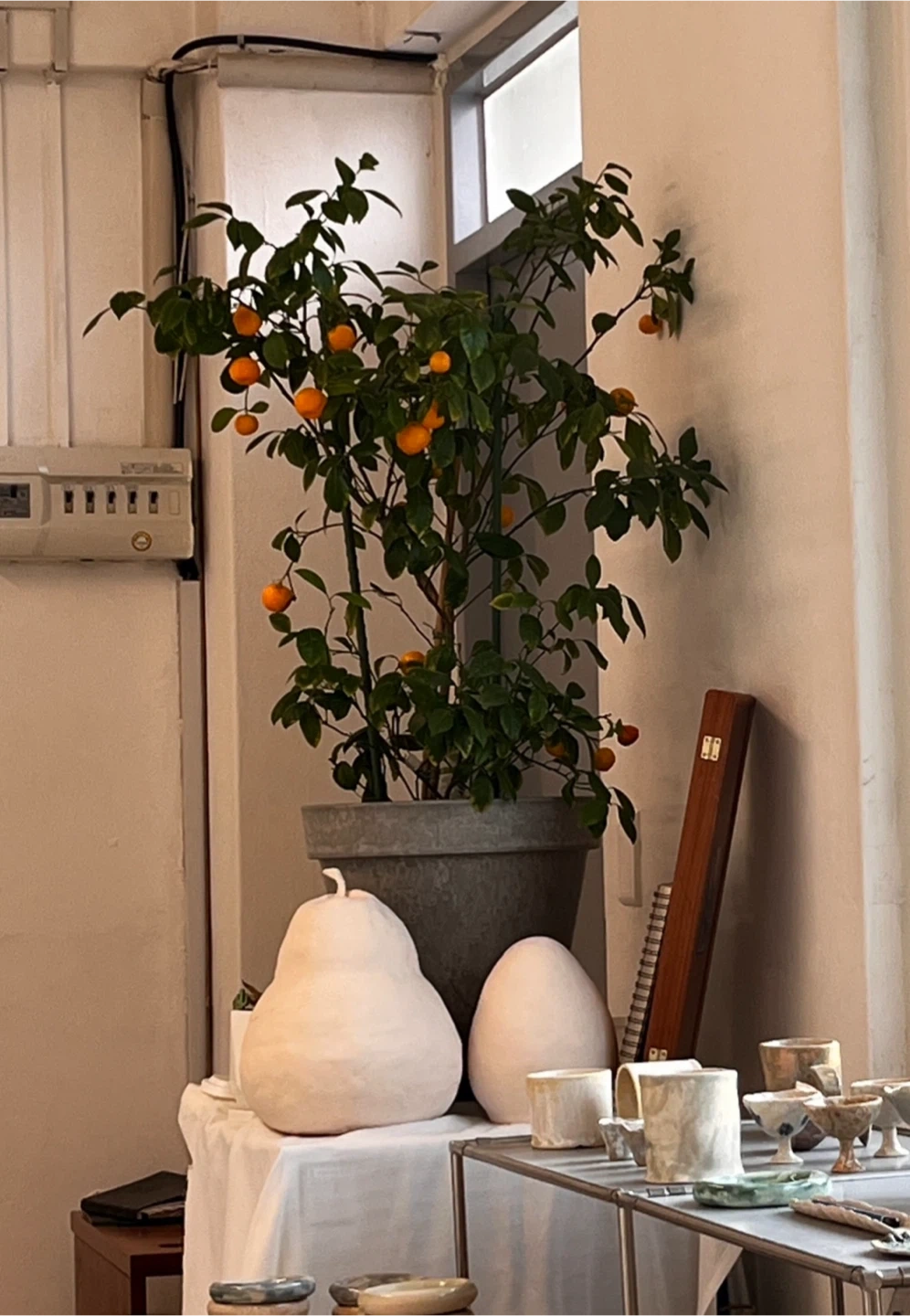 🍋 유주나무 대형화분 │ 공방·카페 인테리어 식물 | 식물 | 당근 중고거래