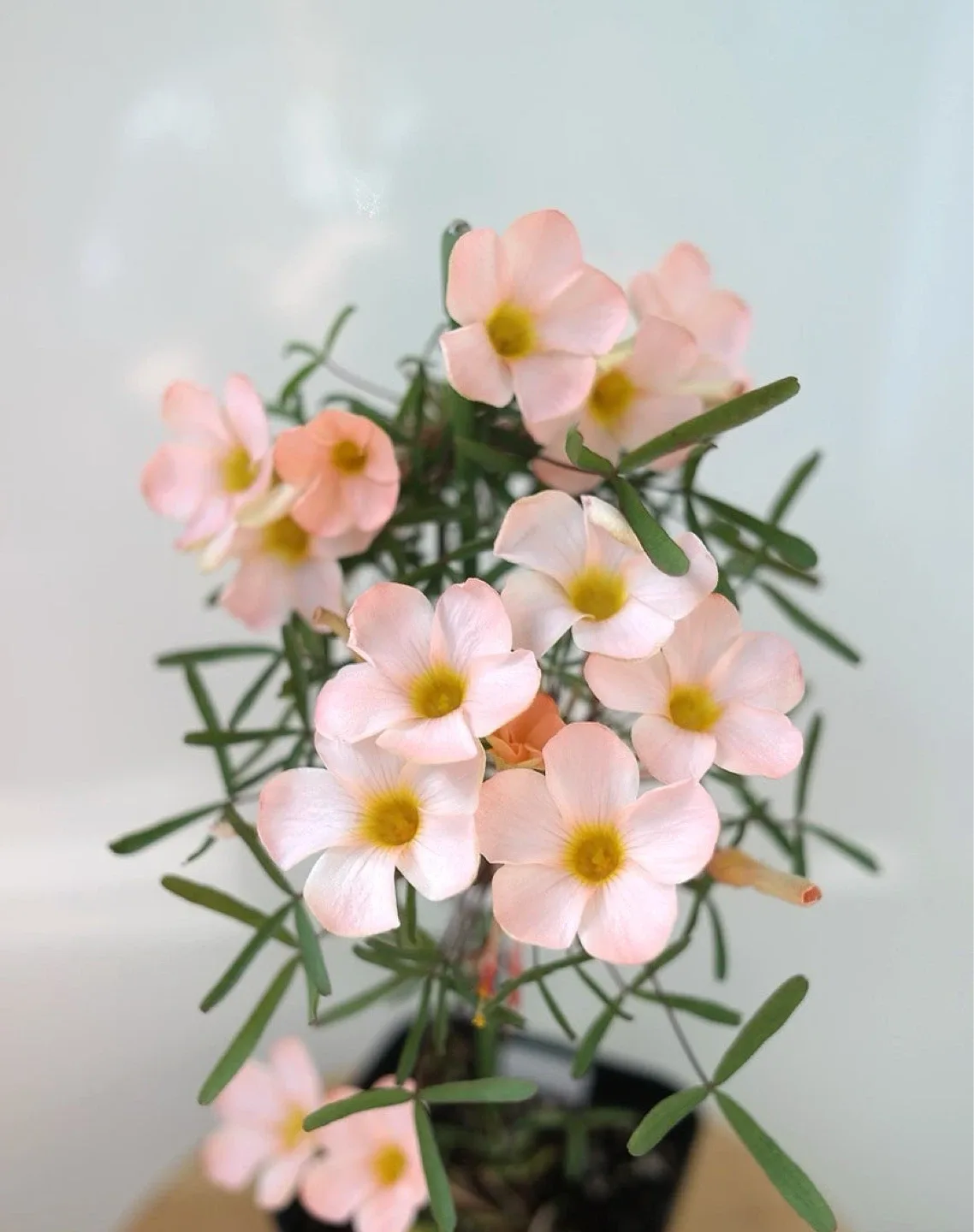 사랑초 폴라오로라