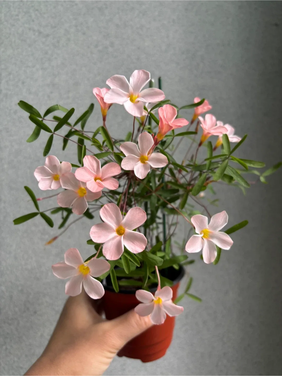 사랑초 프로미넌스