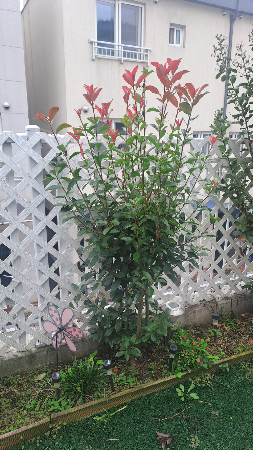 정원용 나무(배롱나무 등) 묘목