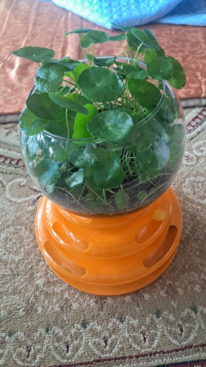워터코인 유리 어항 | 식물 | 당근 중고거래