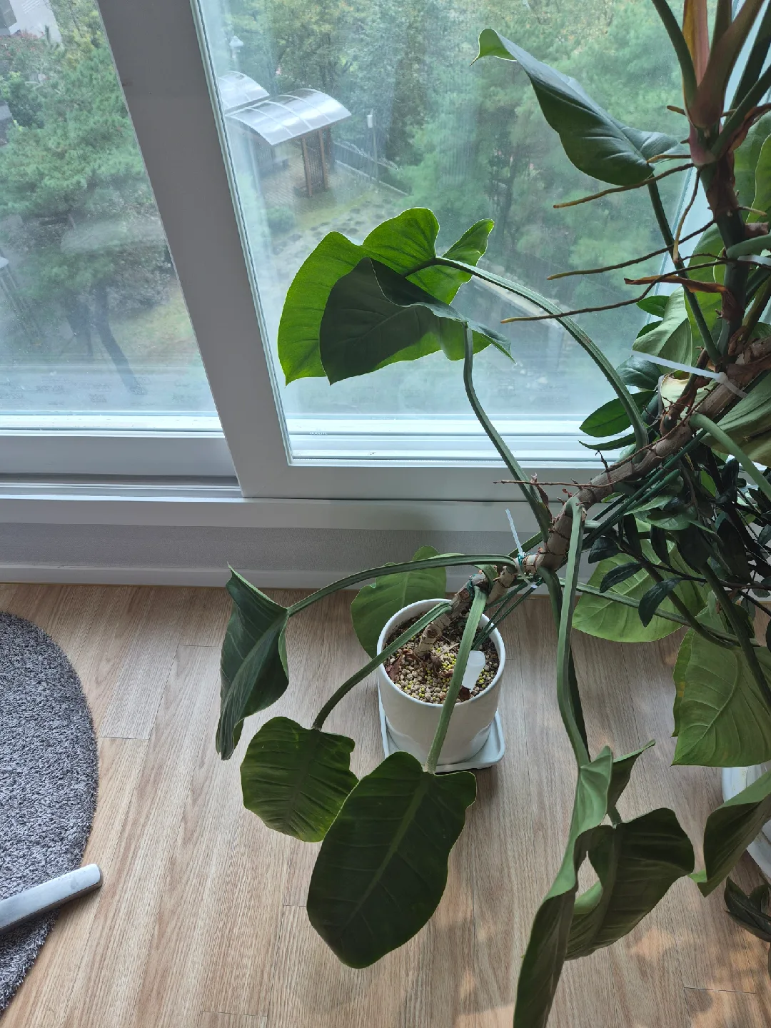 화분 식물 모음