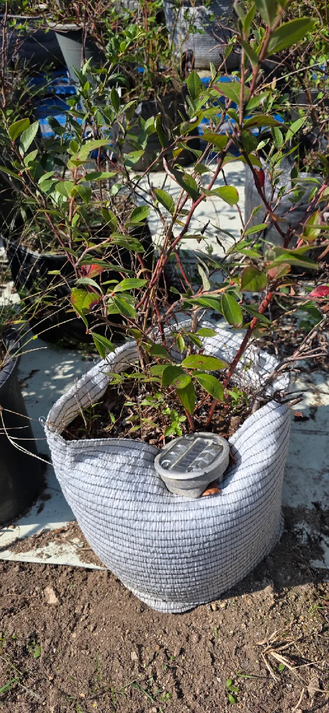 블루베리화분5개×2만원