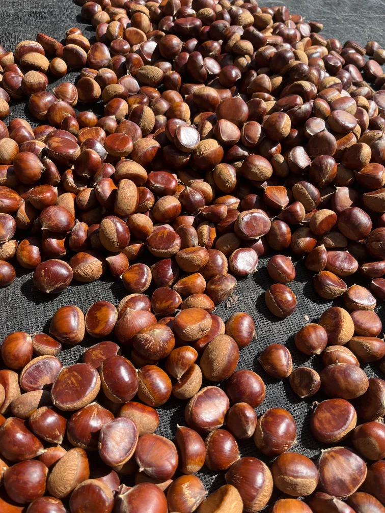 자연산 산햇밤 판매