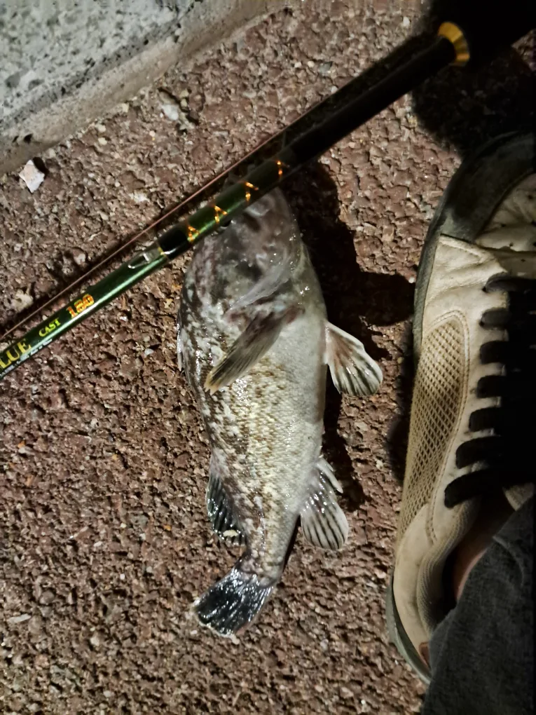 낚시용품 다있쓔(중고신품)