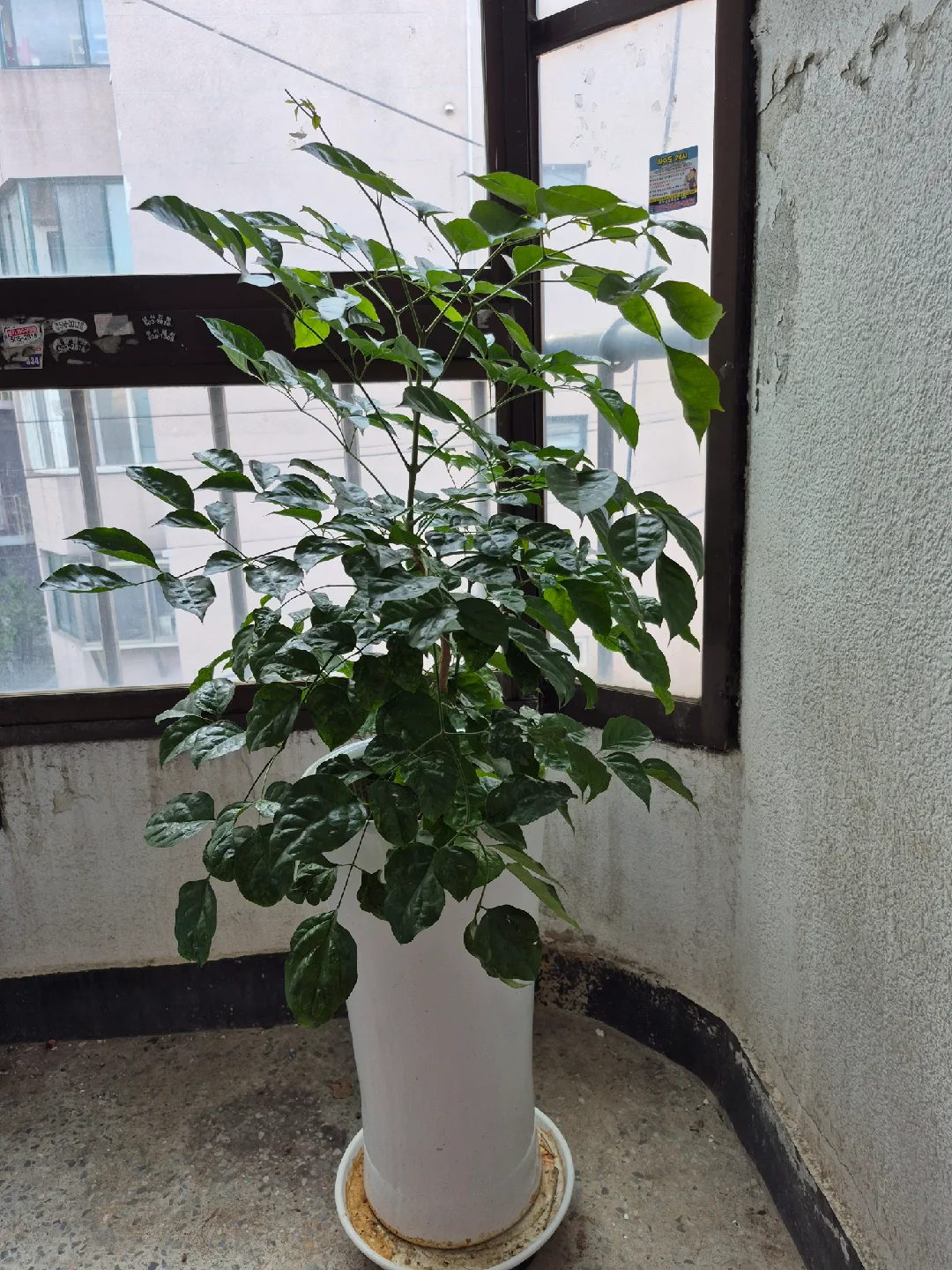 녹보수 식물 (흰색 화분 포함)