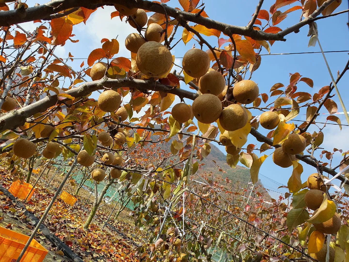 맛있고 약되는 토종 돌배 판매