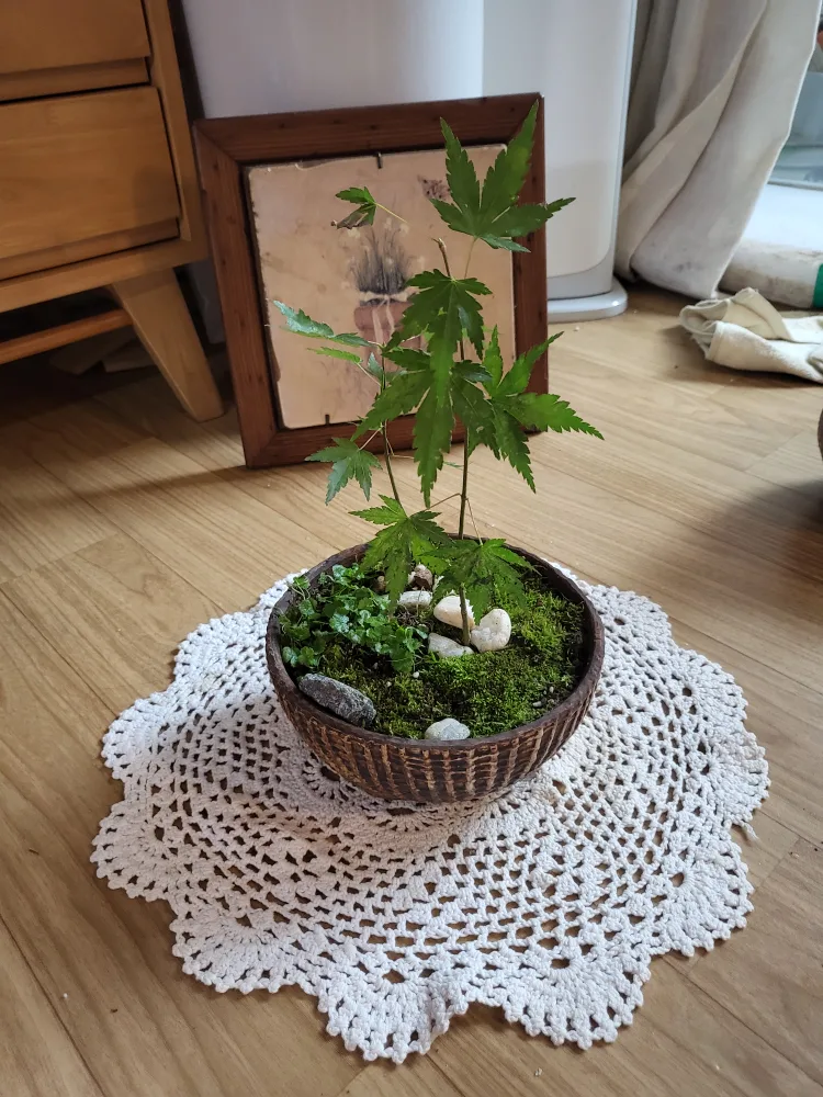 미니 단풍나무 화분