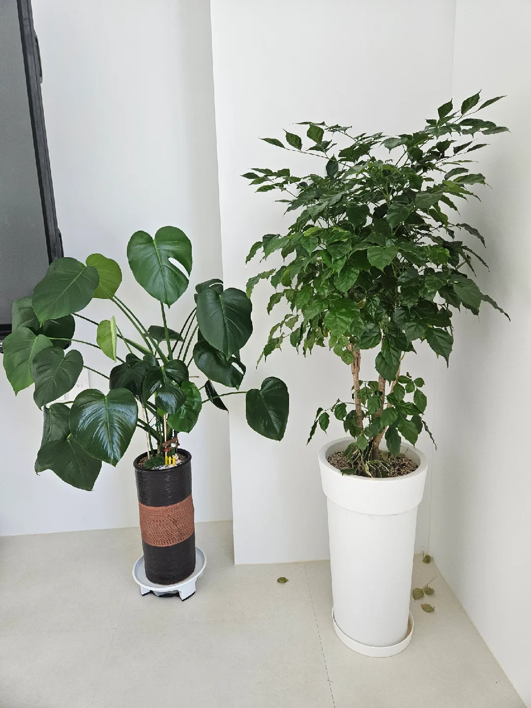 화분 식물 모음  작은거20,000원 큰거40,000원