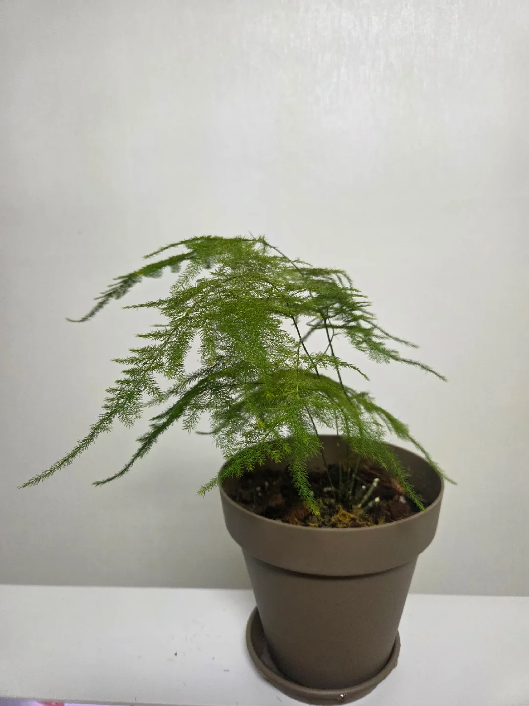 아스파라거스 나누스 팝니다