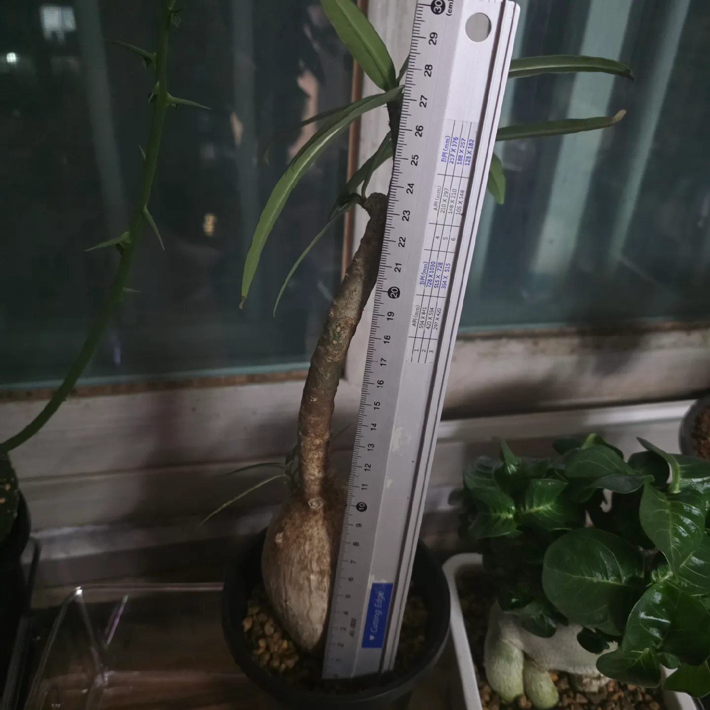 소말렌스 아프리카 식물 코덱스