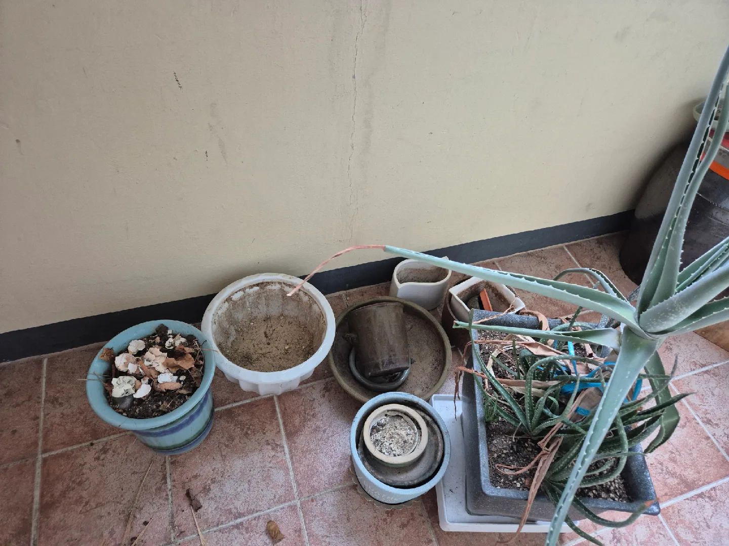 나눔(중고 화분 모음)