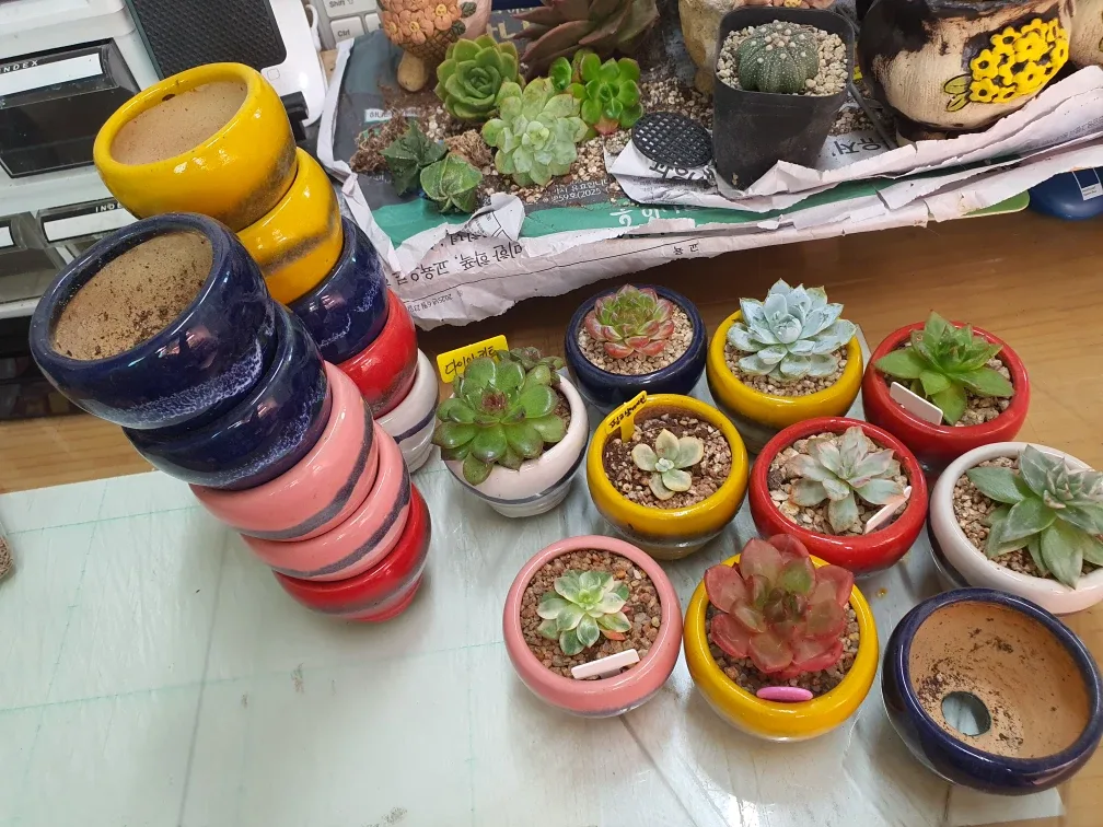 미니화분 20개 식물포함 빈화분 화분 콩분 다육이화분 중고화분