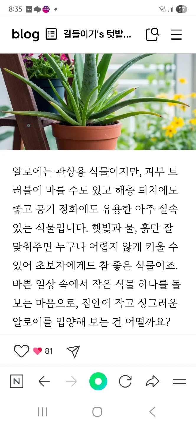 공기정화식물~알로에 베라