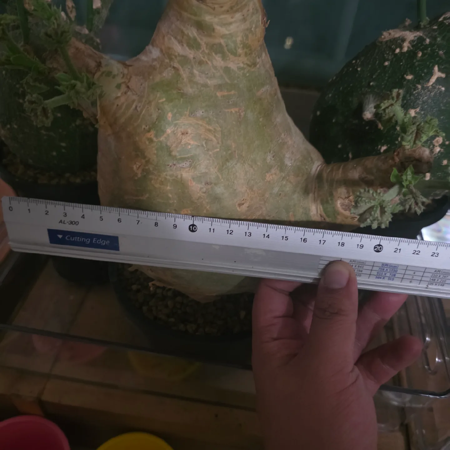 우터 코덱스 아프리카식물