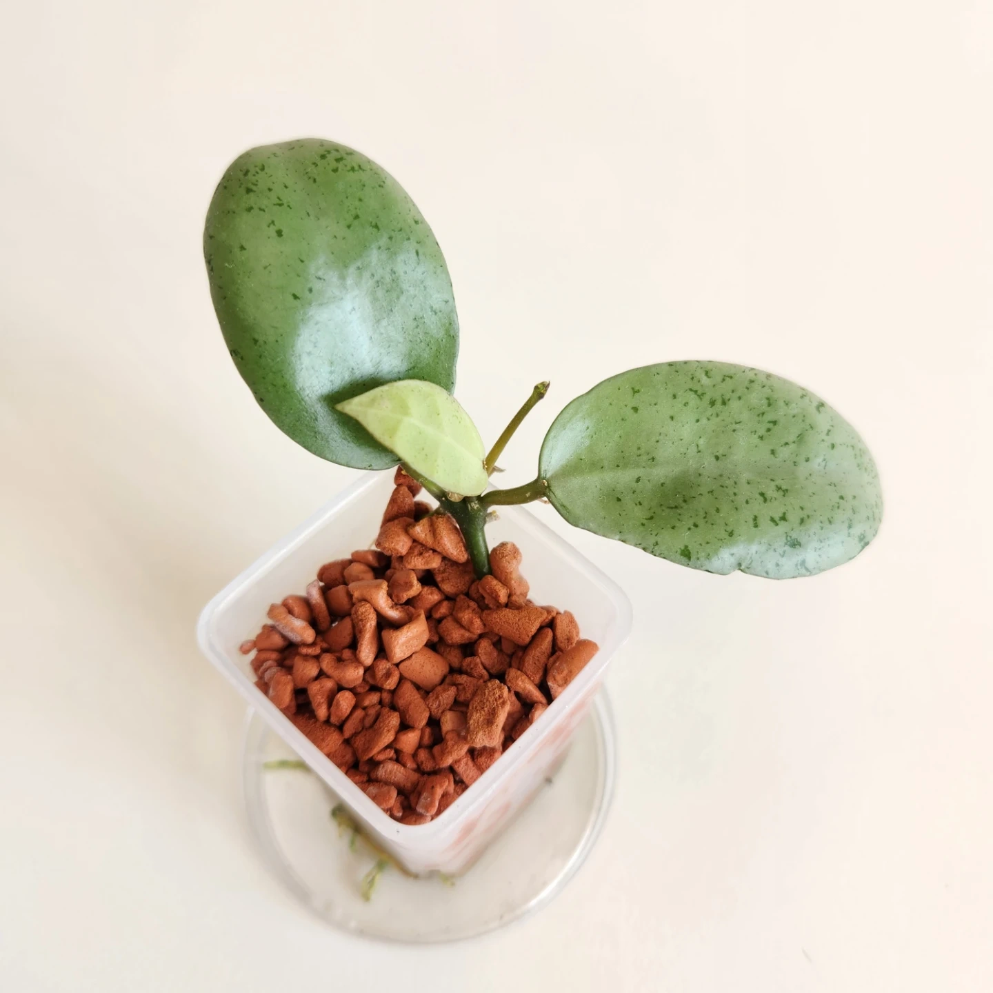 호야 민트코인 | 식물 | 당근 중고거래