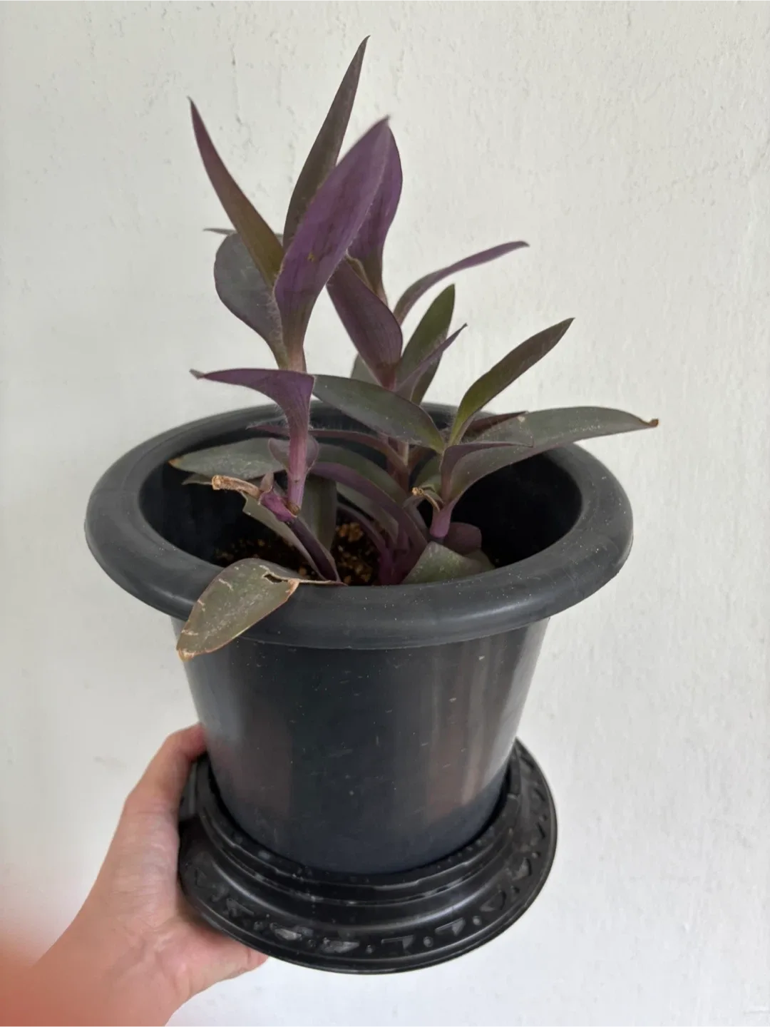 퍼플하트 식물 화분