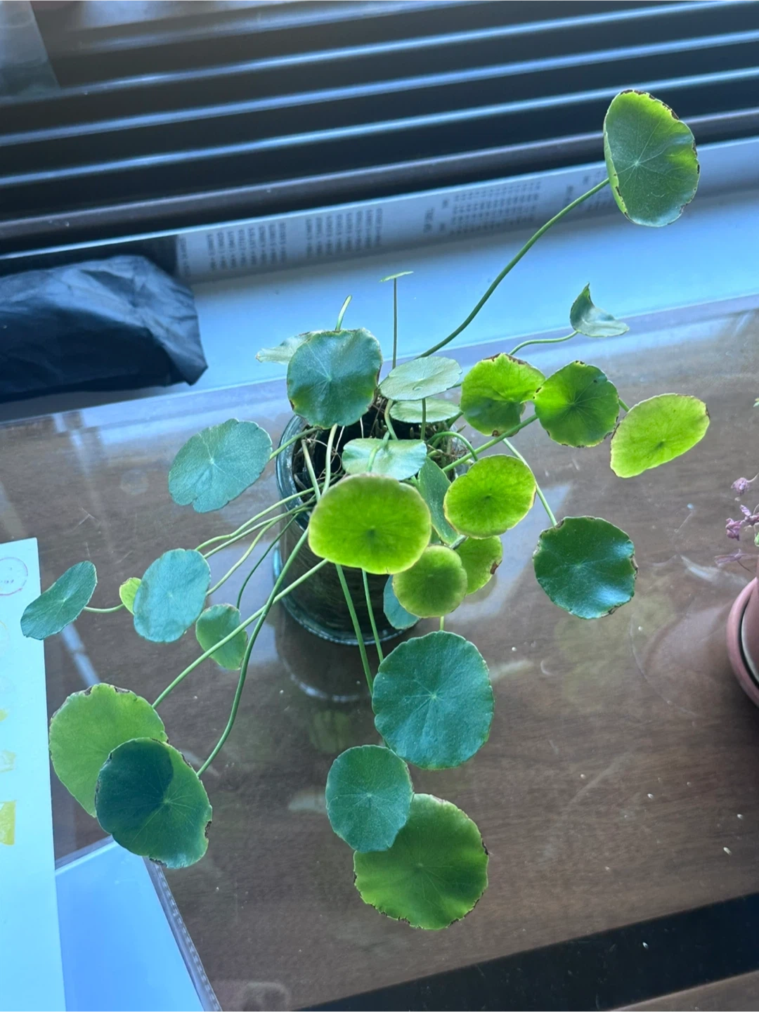 워터코인 수경재배 | 식물 | 당근 중고거래