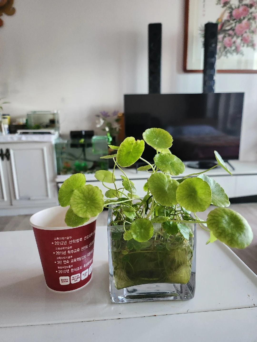워터코인 수경재배 식물 | 식물 | 당근 중고거래