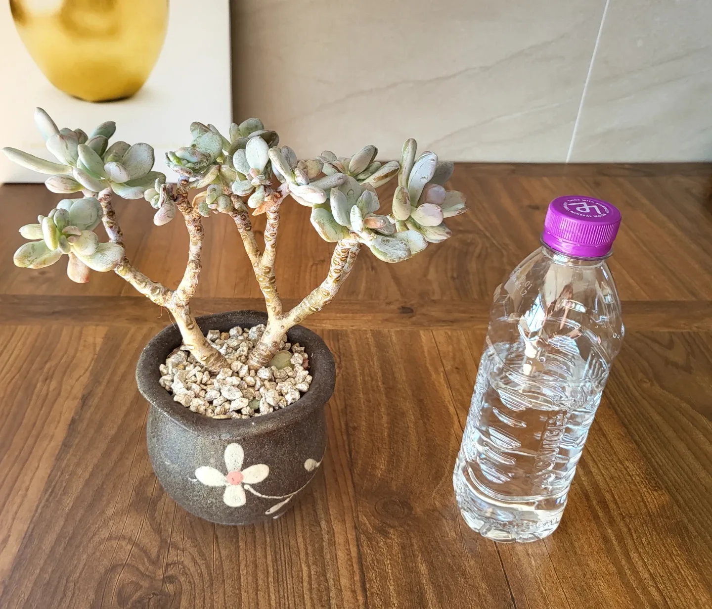 다육이 식물 화분