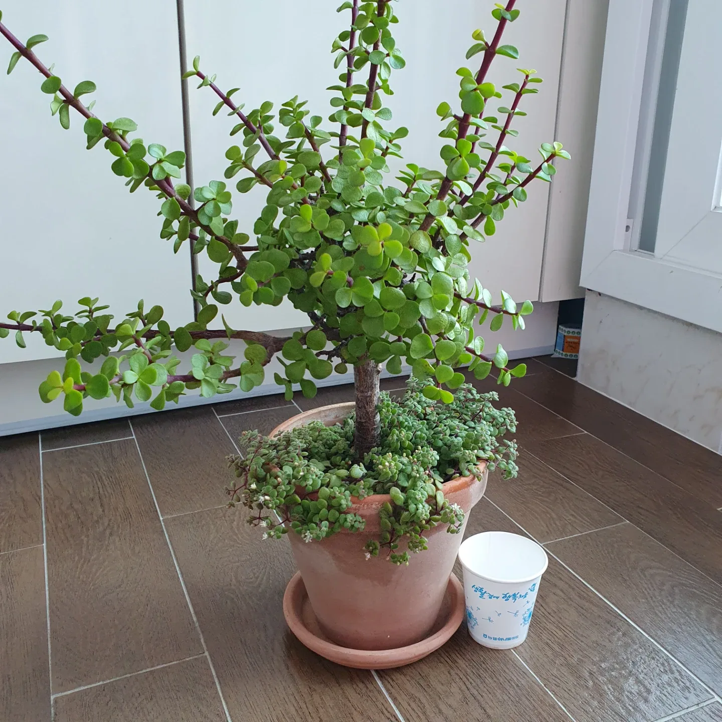 식물 아악무 대품