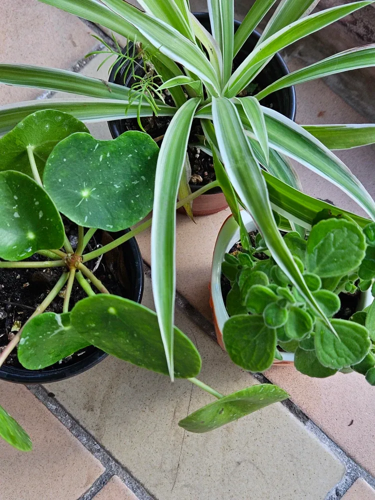 모듬 식물 판매합니다