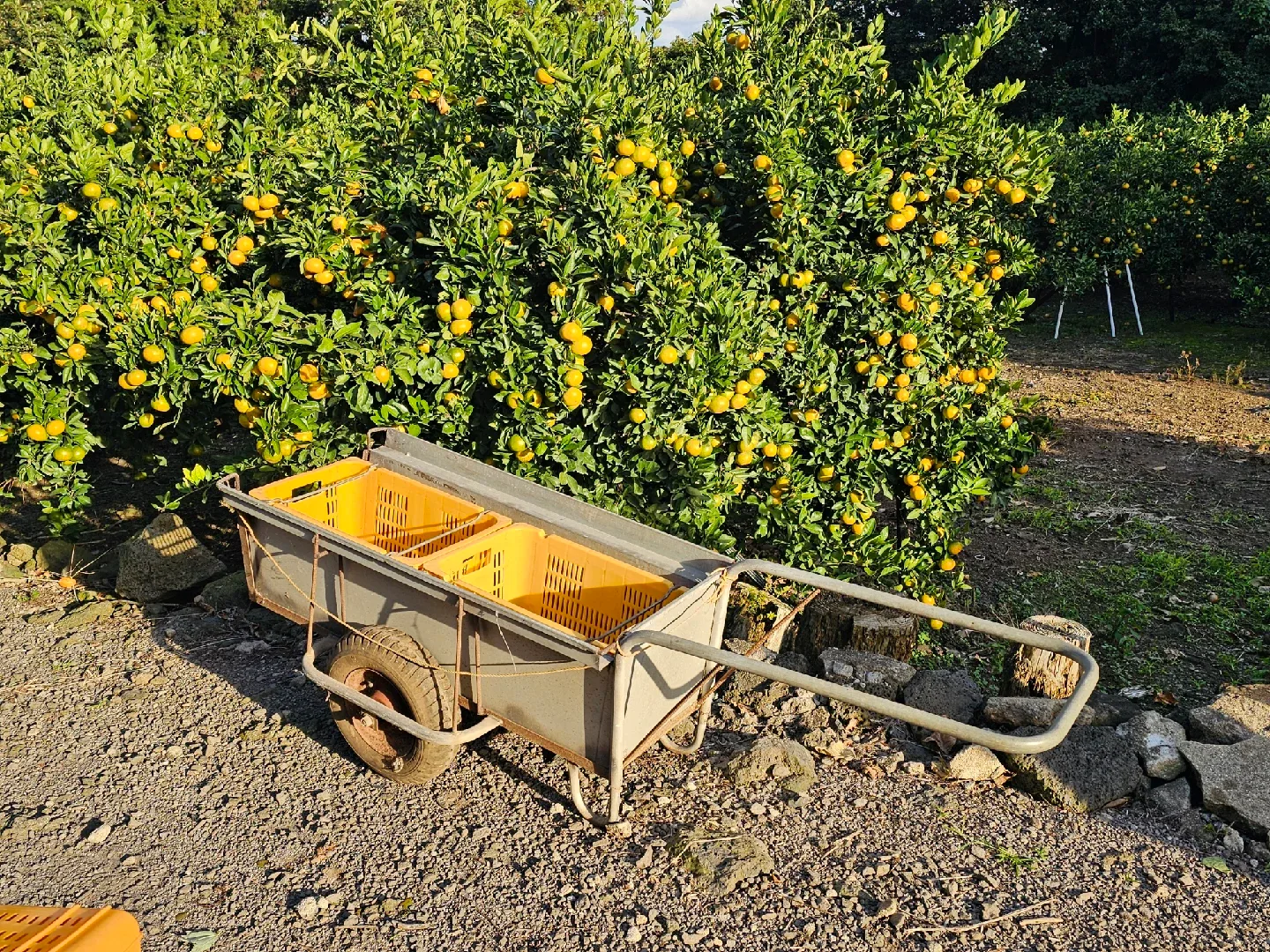 중고 감굴 콘테이너 운반 리어카