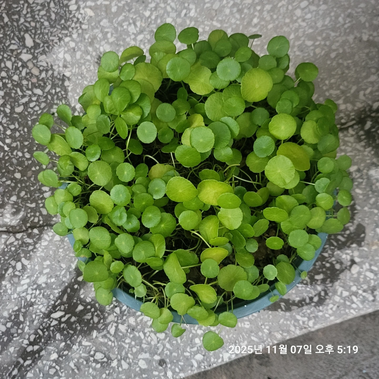 워터코인 | 식물 | 당근 중고거래