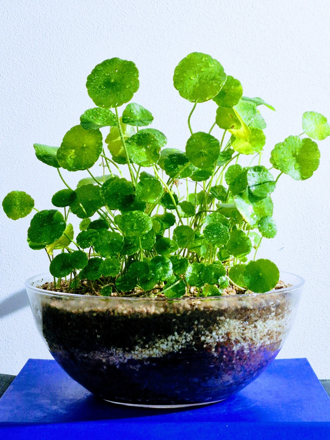 🍃 투명수반에 키운 (대품 ) 워터코인 수경재배 , 화초 | 식물 | 당근 중고거래